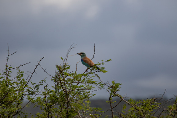 Safari Day 4-9073