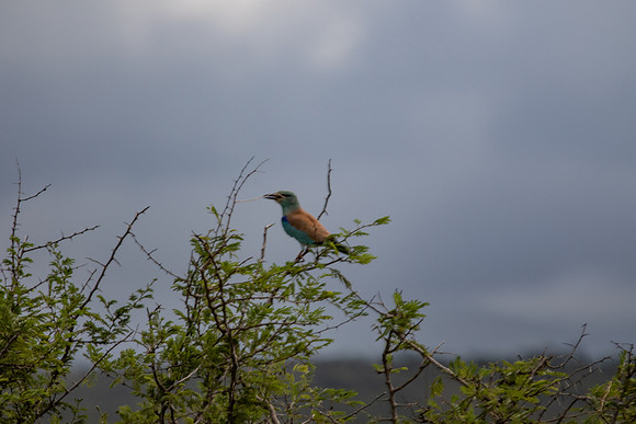 Safari Day 4-9074
