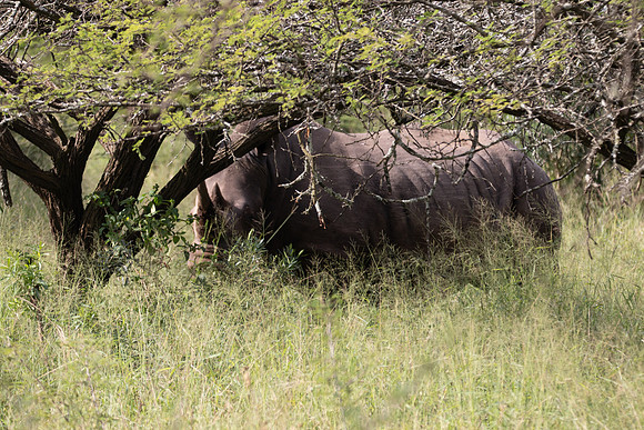 Safari Day 4-9077