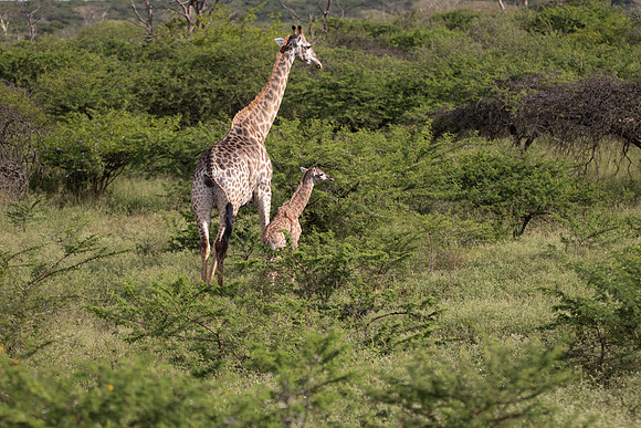 Safari Day 4-9095