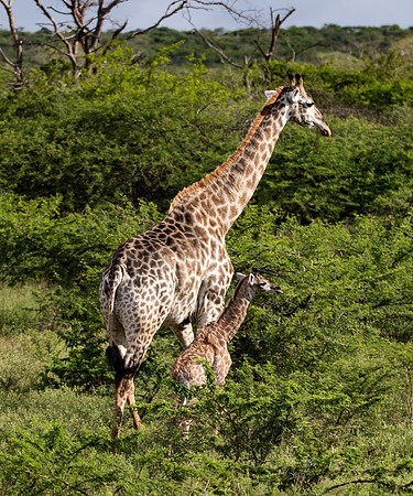 Safari Day 4-9096
