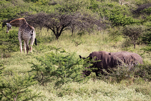 Safari Day 4-9106