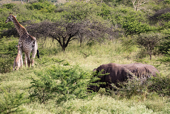 Safari Day 4-9107