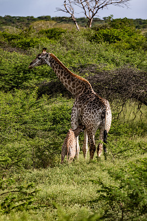 Safari Day 4-9110