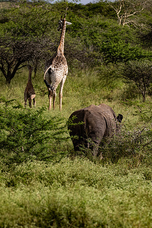 Safari Day 4-9112