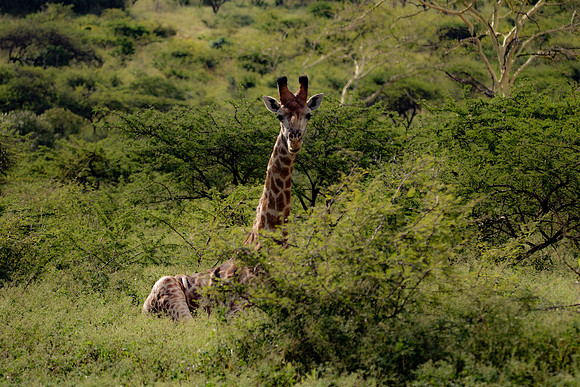 Safari Day 4-9113