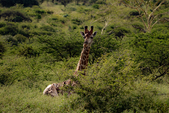 Safari Day 4-9114