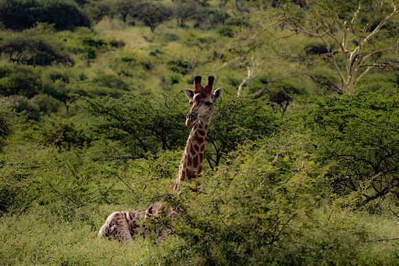 Safari Day 4-9115