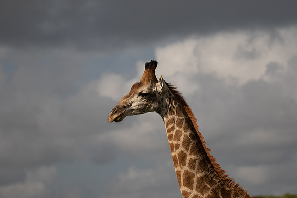 Safari Day 4-9117