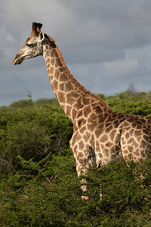 Safari Day 4-9118