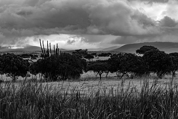 Safari Day 4-9163