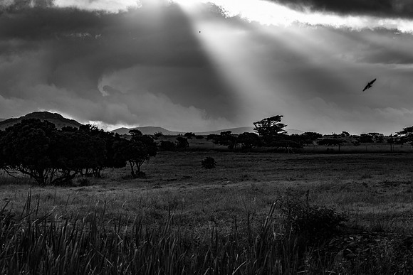 Safari Day 4-9164