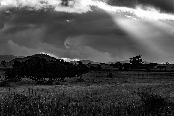 Safari Day 4-9165