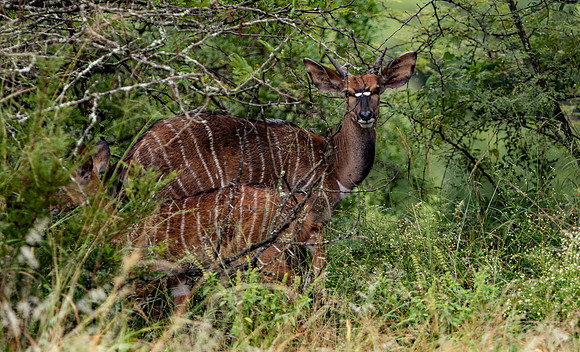 Safari Day 5-9230
