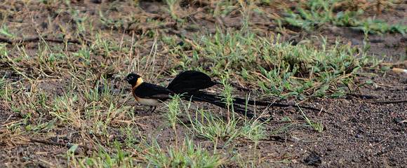 Safari Day 5-9299