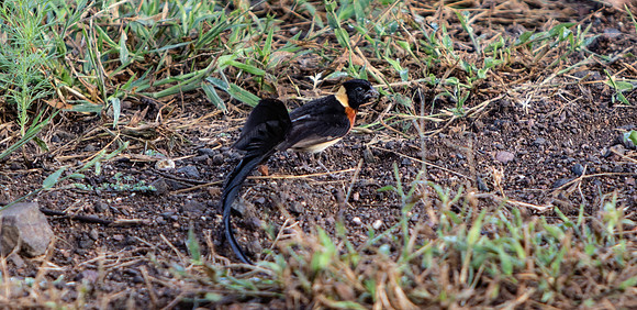 Safari Day 5-9311