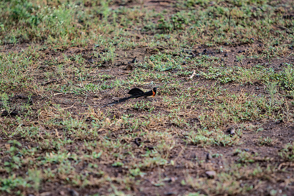 Safari Day 5-9309
