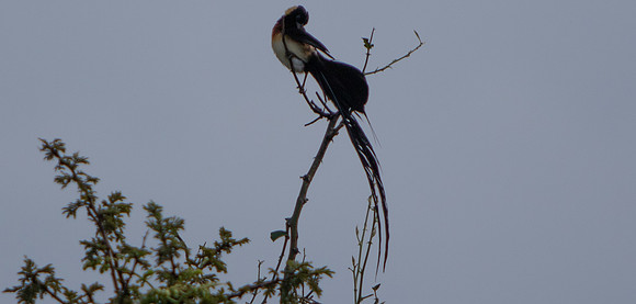 Safari Day 5-9316