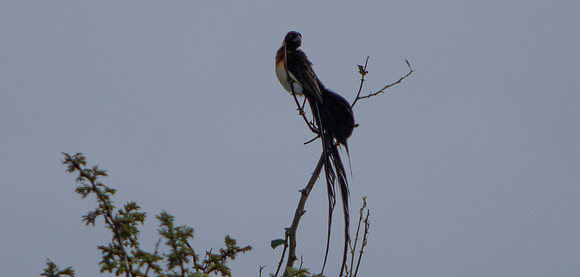 Safari Day 5-9317