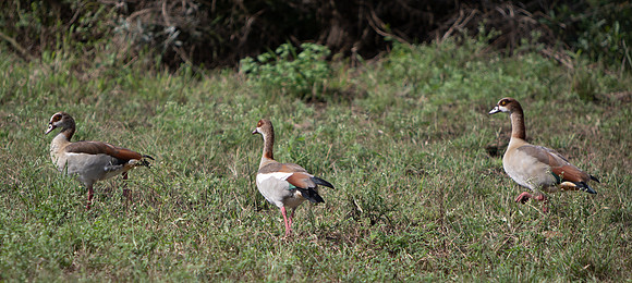 Safari Day 5-9356