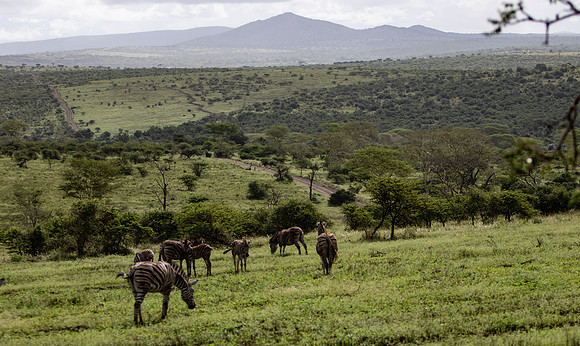 Safari Day 5-9363