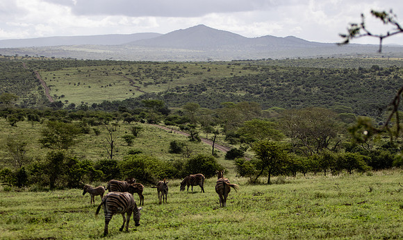 Safari Day 5-9364