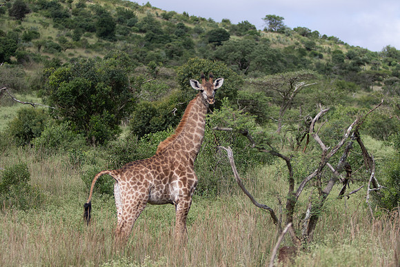 Safari Day 5-9369