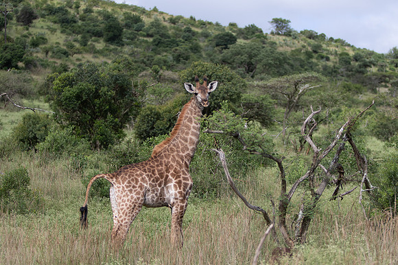 Safari Day 5-9370