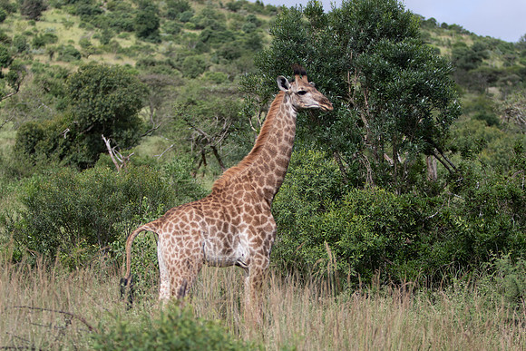 Safari Day 5-9374