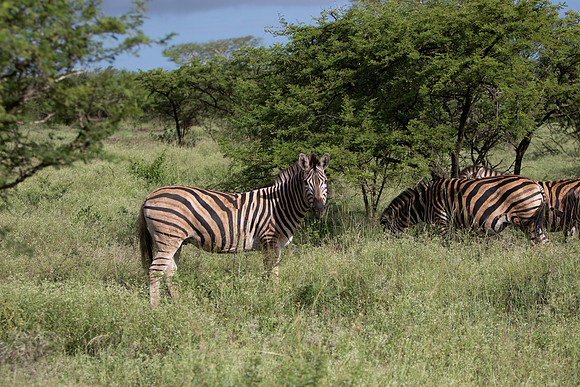 Safari Day 5-9391
