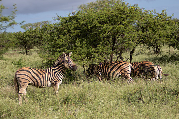 Safari Day 5-9394