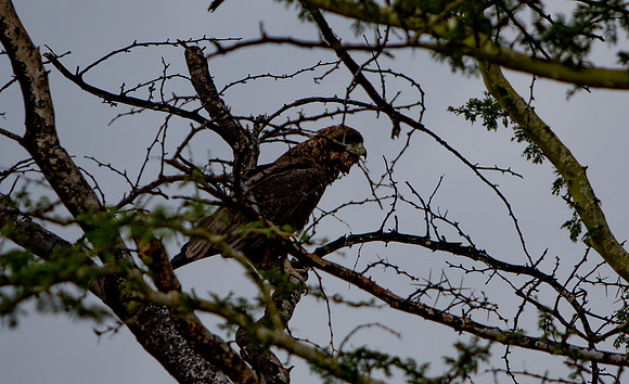 Safari Day 5-9407
