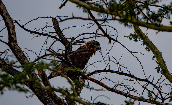 Safari Day 5-9408