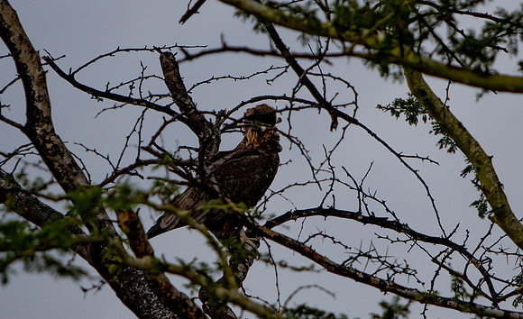 Safari Day 5-9409