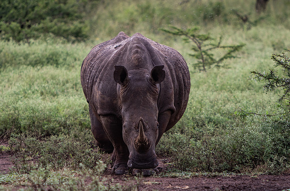 Safari Day 5-9419
