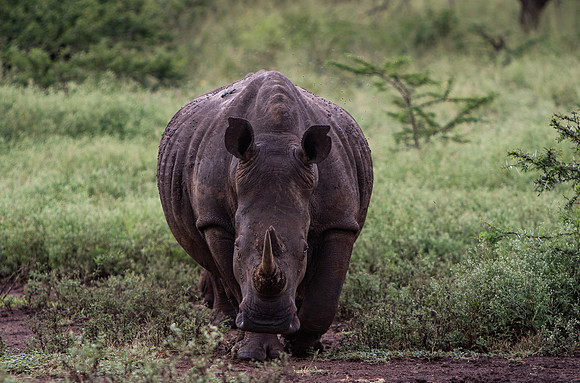 Safari Day 5-9420