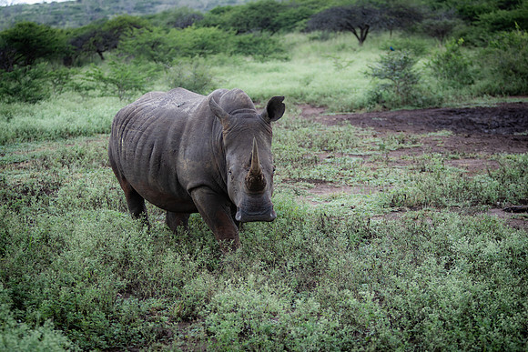 Safari Day 5-9436
