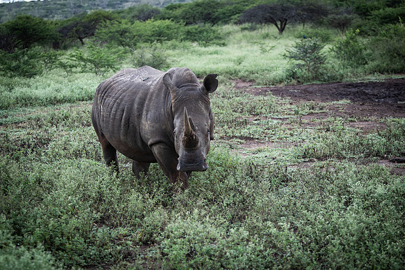 Safari Day 5-9437