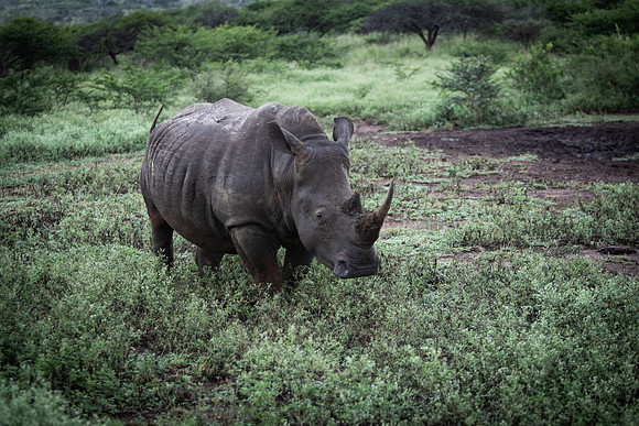 Safari Day 5-9439