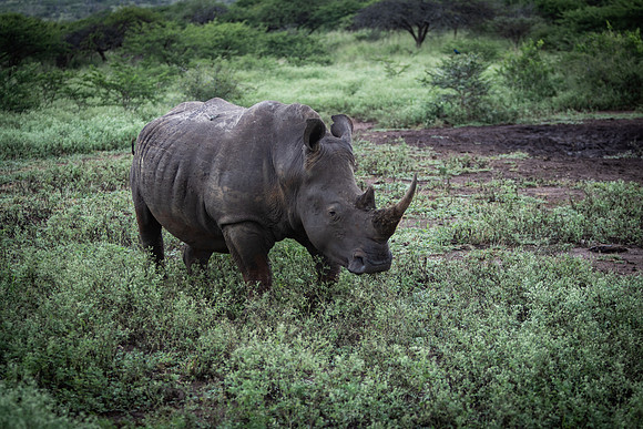 Safari Day 5-9440