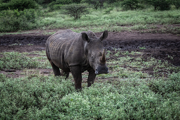 Safari Day 5-9443