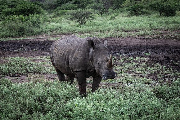 Safari Day 5-9445