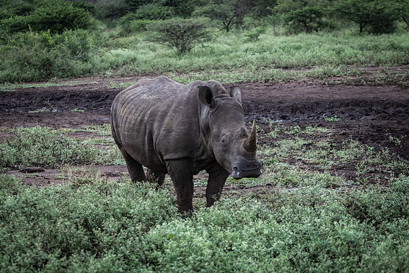 Safari Day 5-9446