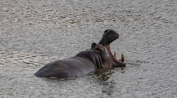 Safari Day 5-9487