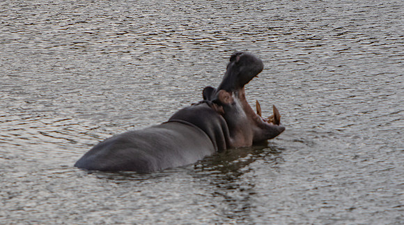 Safari Day 5-9488