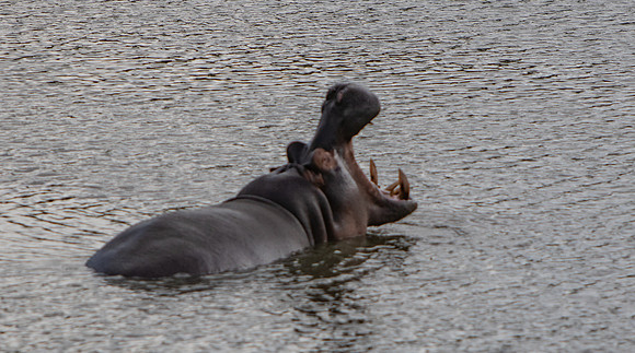 Safari Day 5-9489