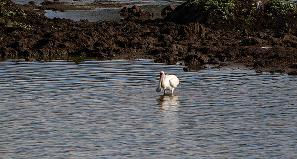 Safari Day 5-9495