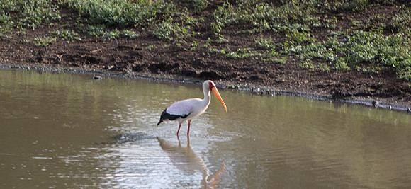 Safari Day 5-9499