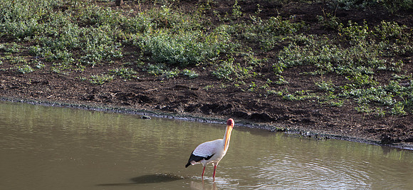 Safari Day 5-9500