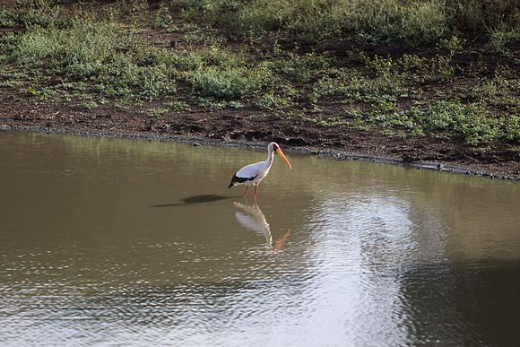 Safari Day 5-9504